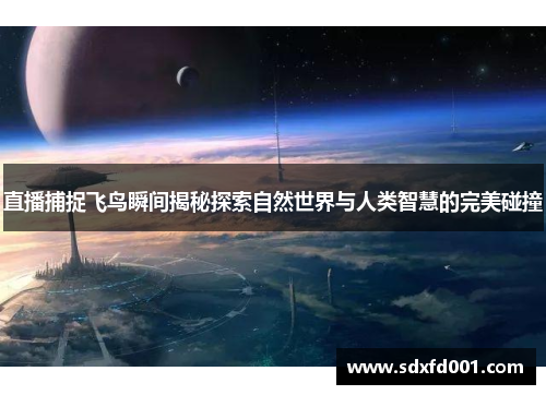 直播捕捉飞鸟瞬间揭秘探索自然世界与人类智慧的完美碰撞
